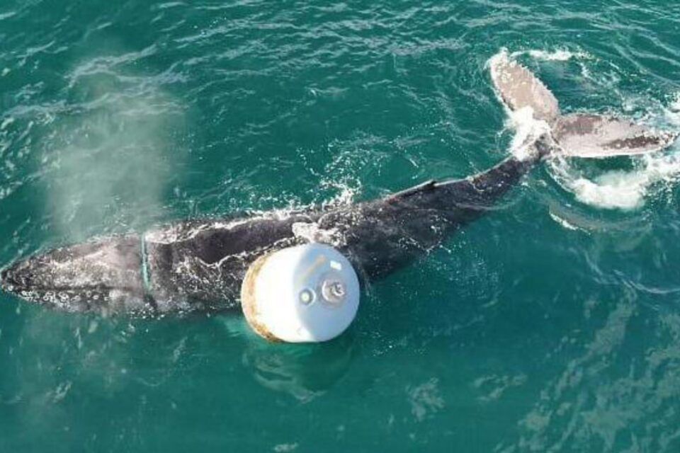 whale-trapped-in-net